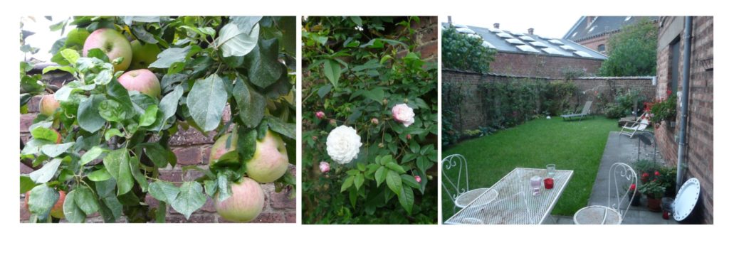 Le pommier, le rosier Félicité Perpétue et le jardin